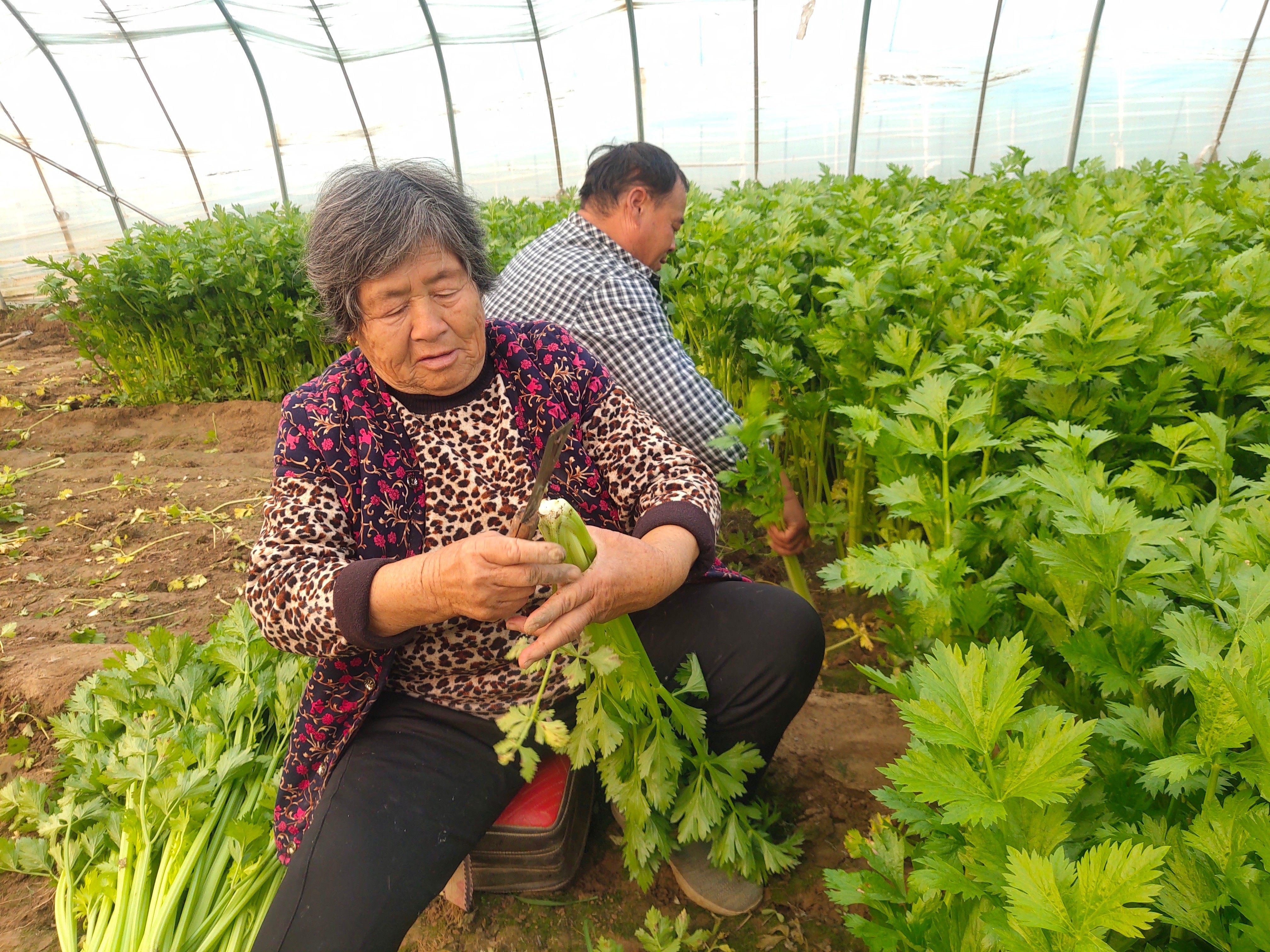 中牟芹菜价格最新价格：中牟芹菜行情速览