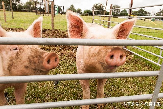 青州市生猪市场喜报：价格稳步攀升，养殖前景光明