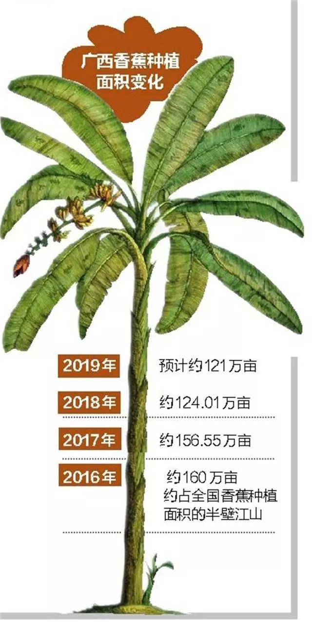 广西优质香蕉产地实时行情：最新价格动态一览